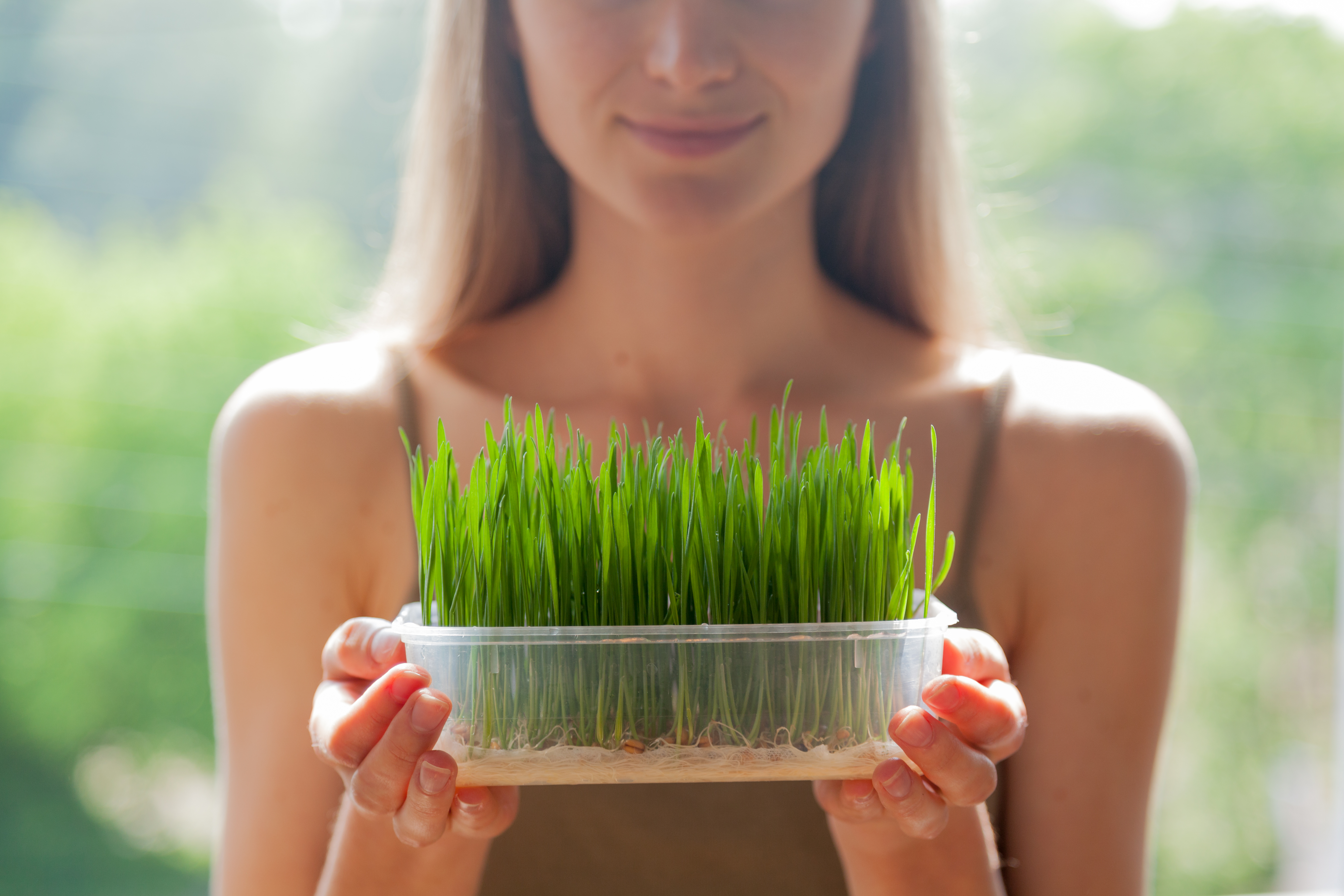 16153745191 wheatgrass.jpg